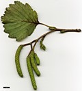 SpeciesSub: subsp. sibirica
